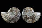 Cut & Polished Ammonite Fossil - Crystal Lined Chambers #78566-1